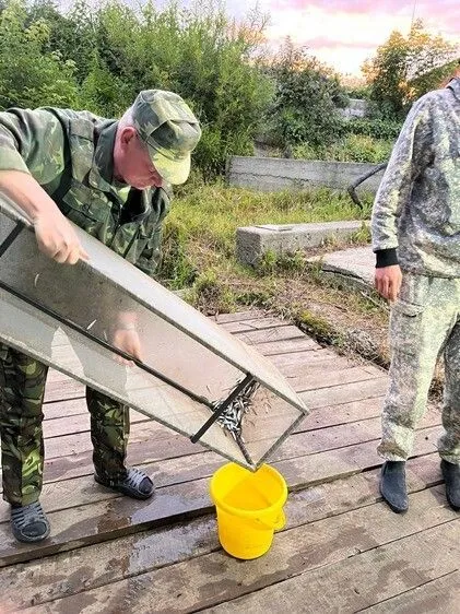 Около 2 млн мальков выпустил в реку Томь Томский рыбоводный комплекс в 2022 году по заказу сибирских предприятий