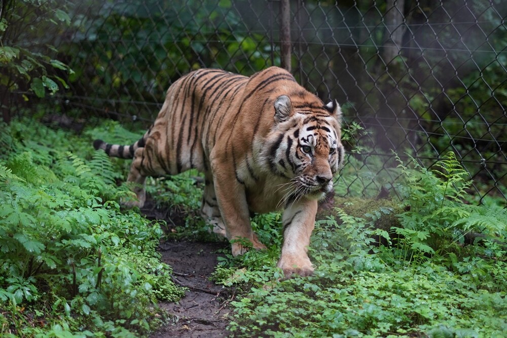 Фото предоставлены пресс-службой ООО "Амур Минералс"