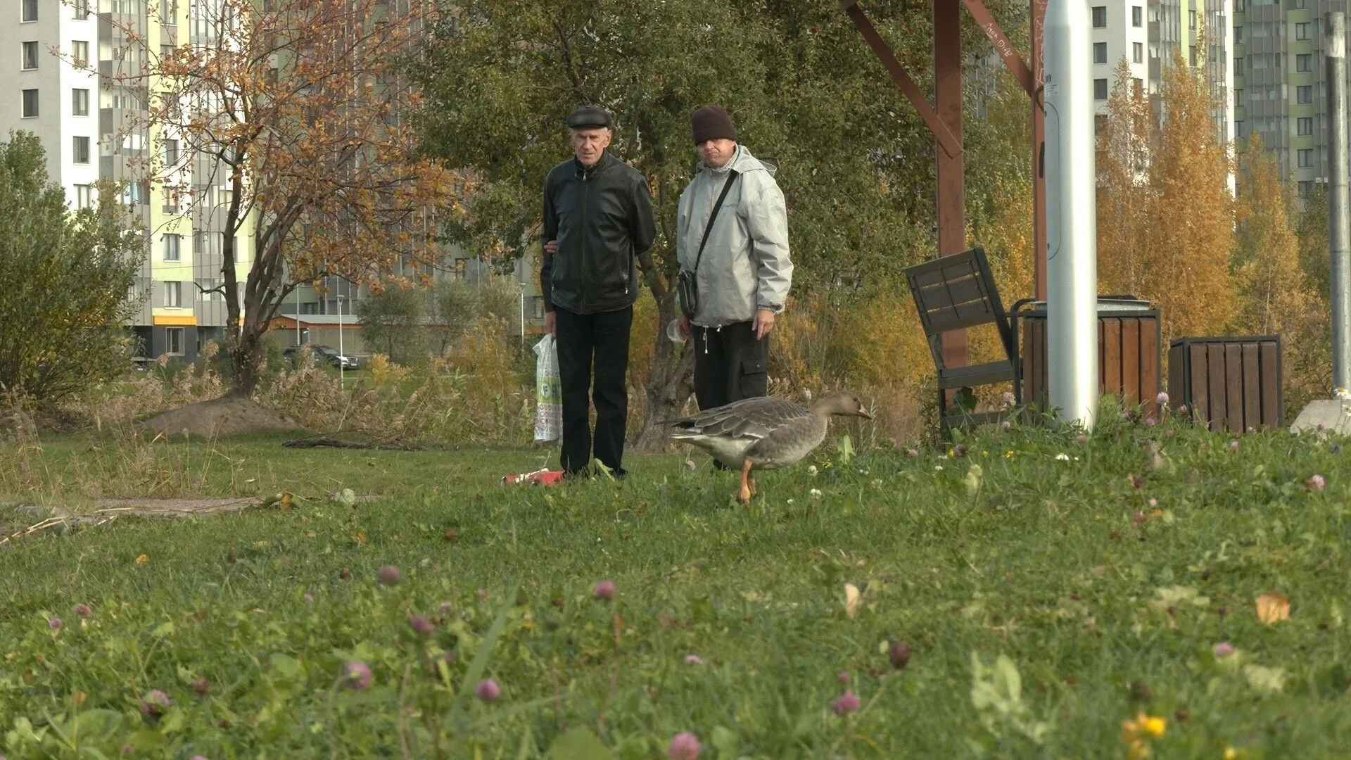 Дикий гусь отбился от улетавшей в Западную Европу стаи и поселился в парке на юге Петербурга