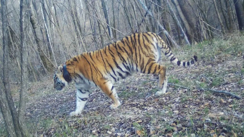 Фото предоставлено Центром "Амурский тигр"