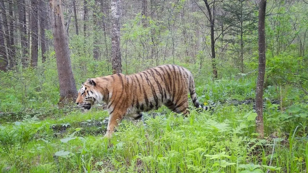 Фото предоставлено Центром "Амурский тигр"