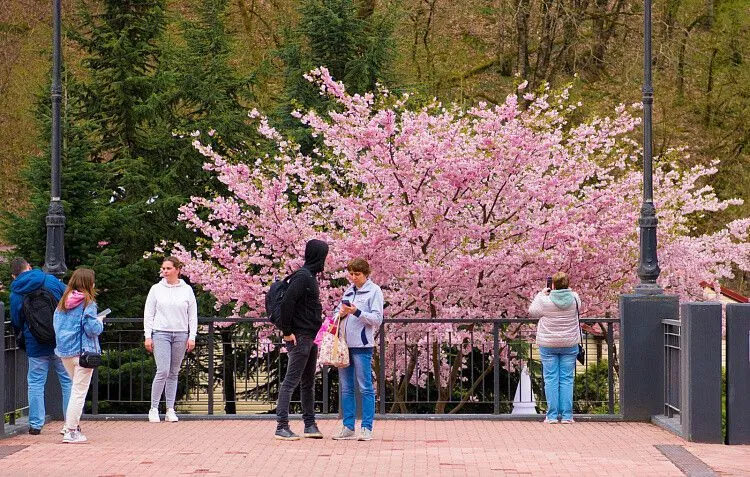 Сакура зацвела в горах Сочи