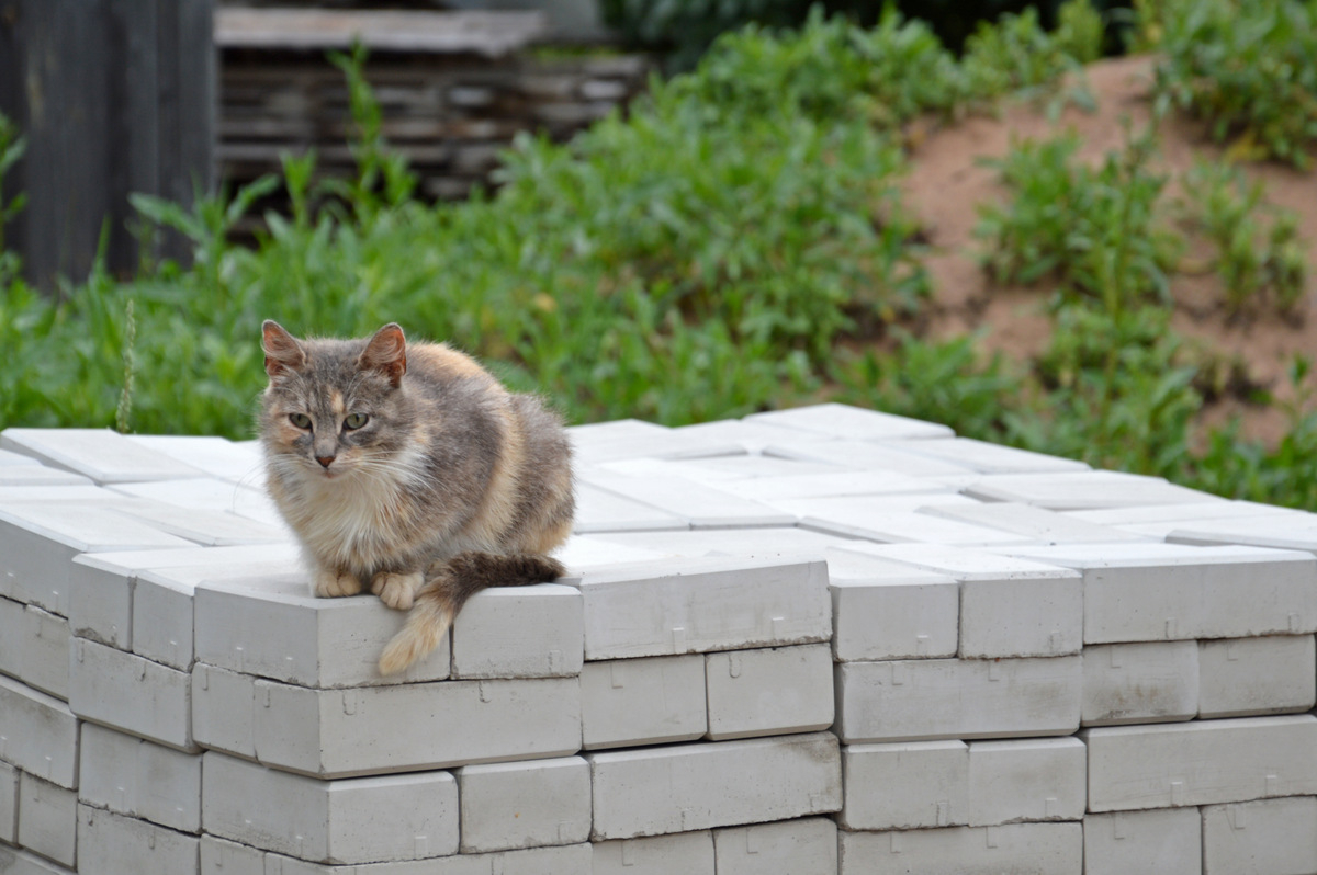 Коты в Ивангороде. © "Интерфакс"