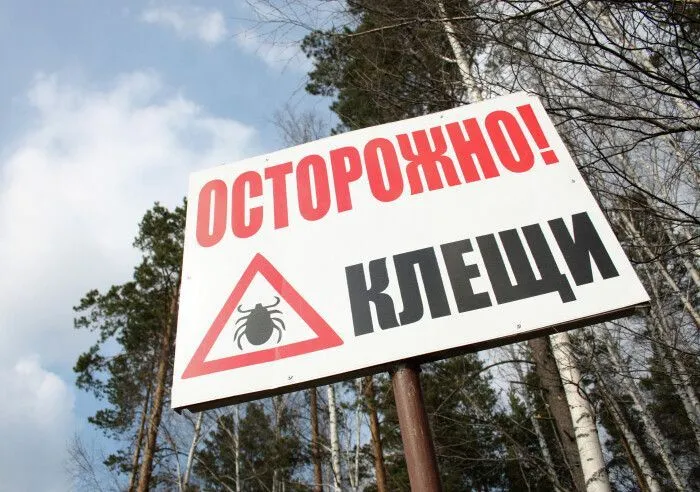 Где самые активные клещи