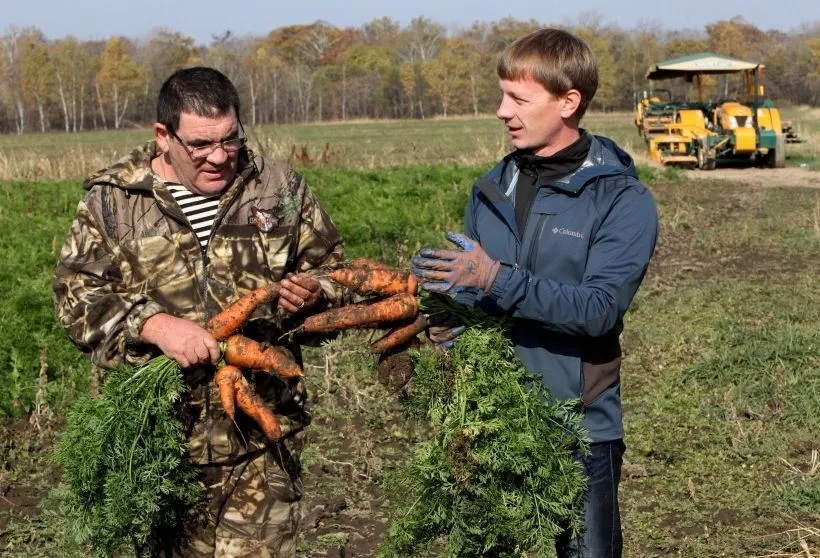 Морковь полезна и для здоровья мужчин. Фото