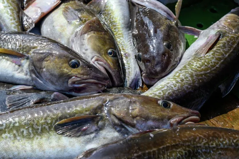 Выловленные на Дальнем Востоке рыба и морепродукты не представляют опасности. Фото