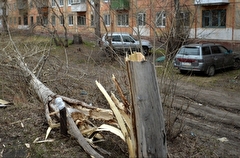 Десятки деревьев повалены из-за сильного ветра в Тульской области