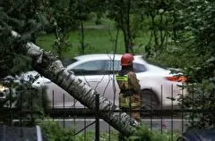 Шторм повалил порядка 300 деревьев в Петербурге