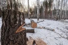 Фотоловушки установят в ульяновских лесах для борьбы с незаконными вырубками