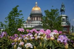 Полмиллиона цветов высадили в Петербурге за неделю
