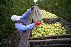 РФ в 2025 году может увеличить сбор яблок до 1,9 млн т - Лут