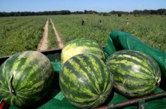 Уборка бахчевых культур началась в Оренбургской области
