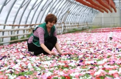 Более 50 млн цветов украсят Москву в 2025 году - Собянин