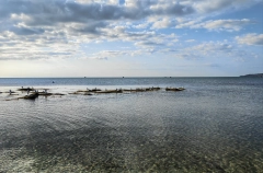 Вода в Черном море в настоящее время соответствует нормам - Роспотребнадзор