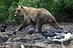 Аномальное скопление голодных медведей наблюдают экологи в заповеднике на севере Сахалина