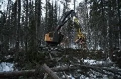 Впервые за 13 лет в Красноярском крае проверены все лесосеки