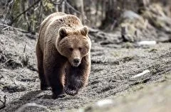 Медведи выходят из зимней спячки в тюменской тайге