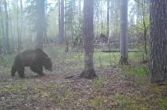 Медведя заметили в Окском заповеднике