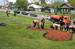 Рязань летом украсят 400 тыс. цветов-однолетников