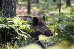 Охоту на дикого кабана запретили в Хабаровском крае на три года