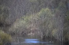 Власти Костромской области на два месяца вводят запрет на движение маломерных судов на нерестовых участках водоемов