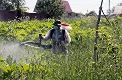 Жителей Ленинградской области начнут штрафовать за борщевик на участках