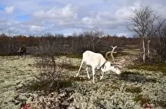 Дело о массовом убийстве северных оленей на севере Сахалина передано в суд