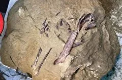 Целую конечность редкого динозавра-хищника мелового периода впервые нашли в России