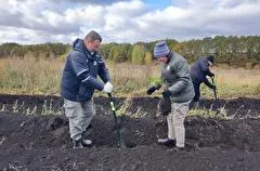 Более 4 тыс. молодых дубов высадили на Куликовом поле