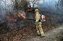 Третий за неделю лесной пожар потушили в Северском районе Кубани