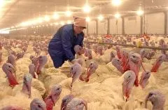ГК "Дамате" в 2024г планирует увеличить производство мяса индейки в Ростовской области на 14% - власти