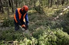 Бизнесмен осужден в Смоленске за крупнейшую в Восточной Европе вырубку леса