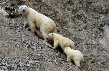 Белая медведица с детенышами зашла в чукотское село, спасая медвежат