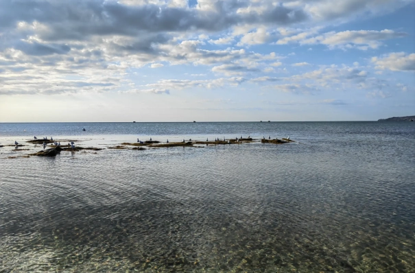 Вода в Черном море в настоящее время соответствует нормам - Роспотребнадзор