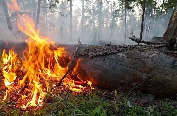 Лес в Якутии горит на площади более 90 тыс. га