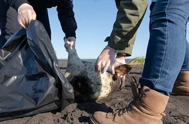 Причиной загрязнения акватории у берегов Камчатки мог стать полигон ядохимикатов