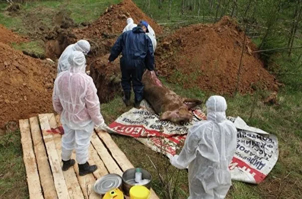 Вспышку АЧС выявили в дикой природе в Приморье