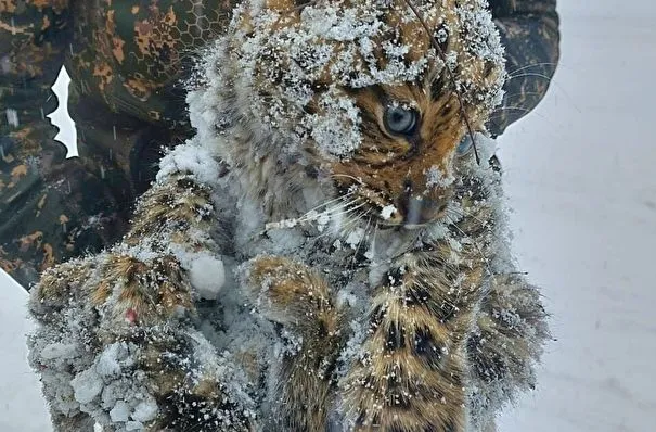 Двух детенышей дальневосточного леопарда спасли в Приморье