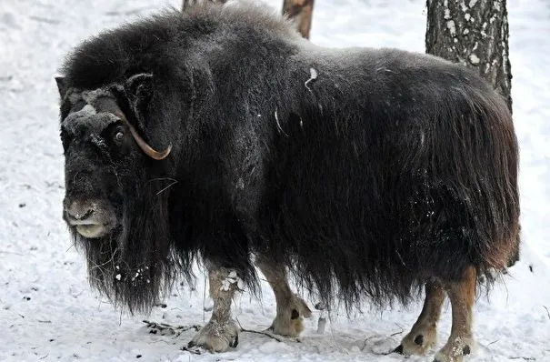 Краснокнижные овцебыки осваивают новые районы обитания в Якутии - Минэкологии