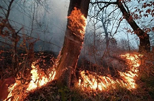 Площадь лесных пожаров почти вдвое снизилась в Иркутской области