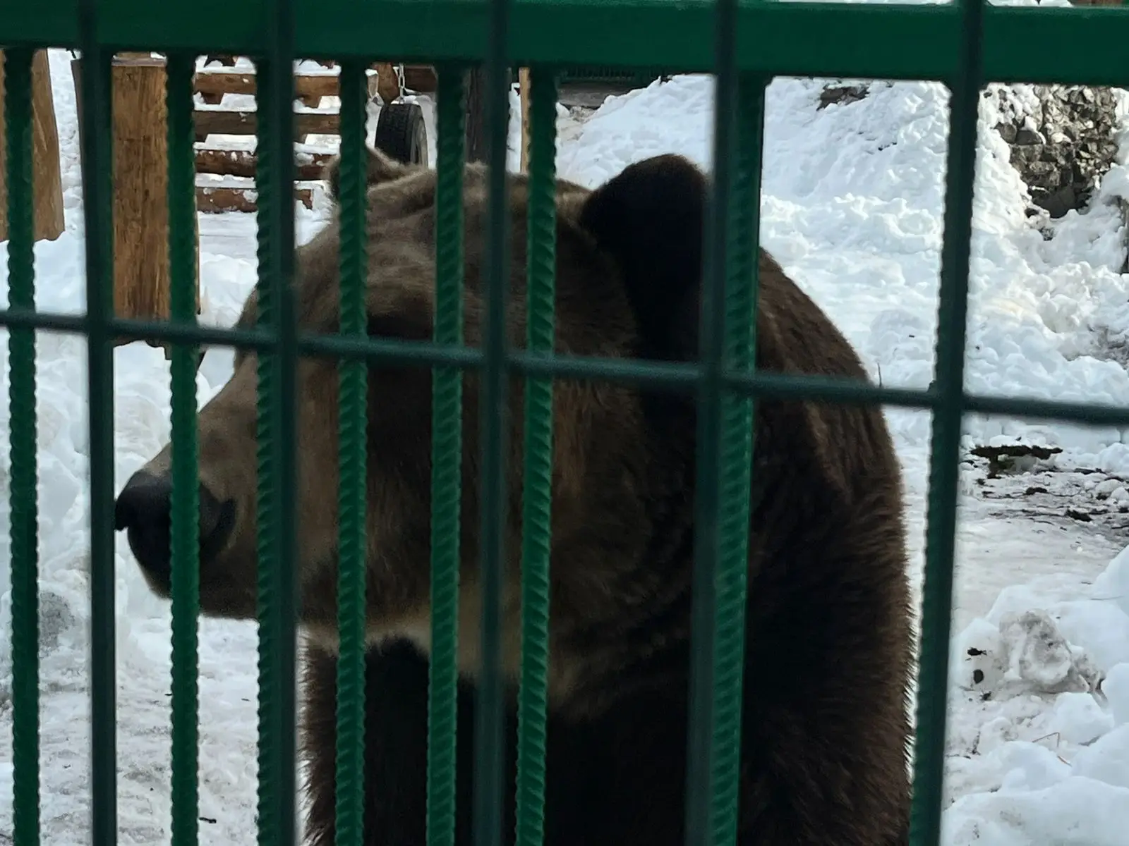 Медведь из брошенного сафари-парка переехал в зоокомплекс сочинского заповедника. Фото. © Сочинское географическое общество. Александр Блинов