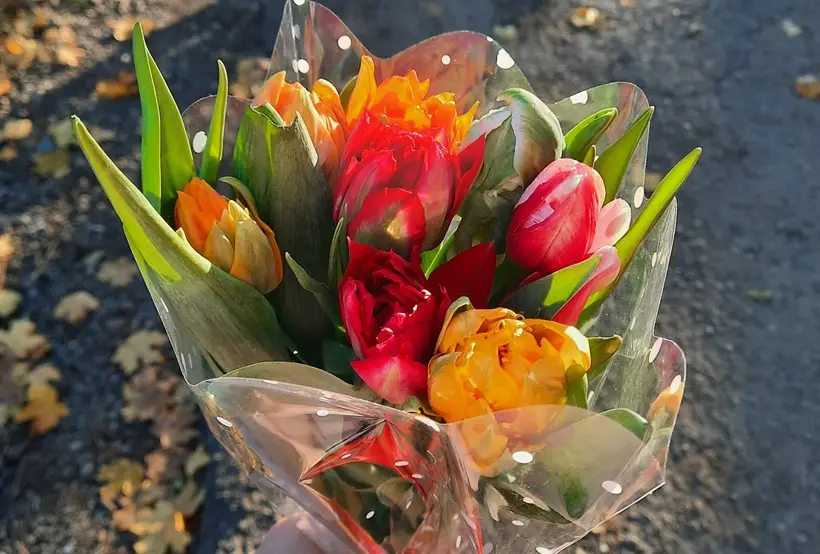 Какие цветы на 8 марта дарят женщинам: жене, маме, подруге