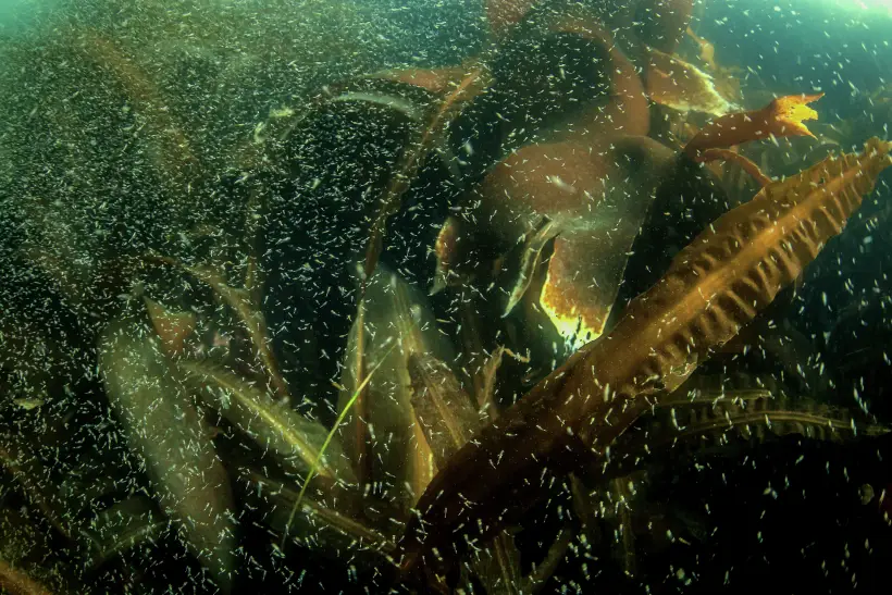 Морской капустой называют бурую морскую водоросль, которая произрастает у побережья Японского, Охотского, Карского и Белого морей, а также Атлантического и Тихого океанов. Фото