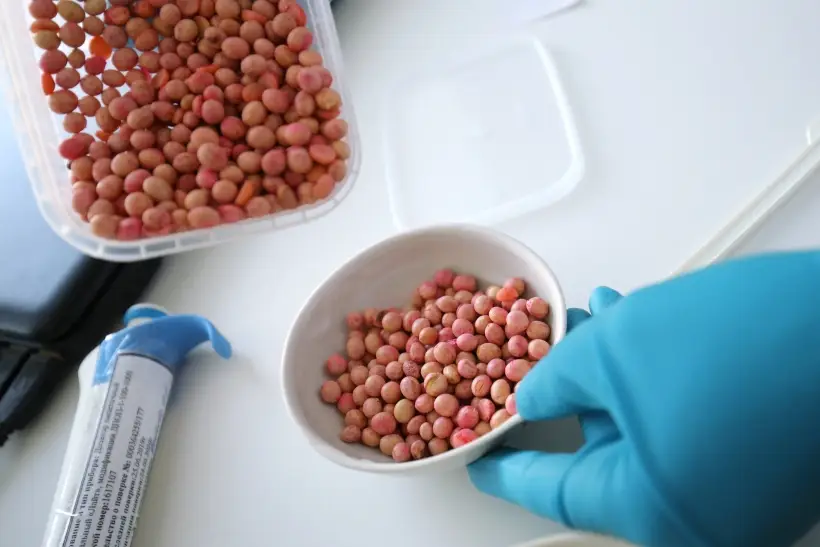 Соевые продукты не рекомендуются беременным, детям, а также аллергикам. Фото