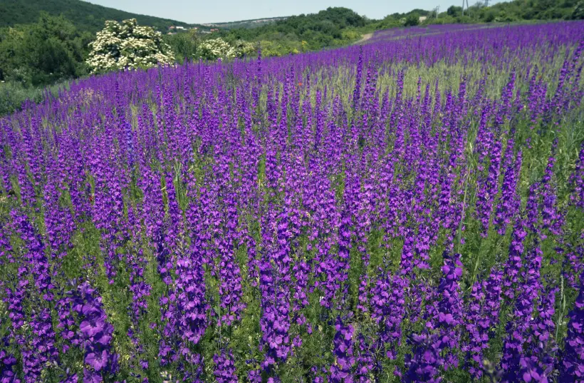 Шалфей: польза и вред для здоровья, применение в народной медицине. Фото. © РИА Новости. Сергей Мальгавко