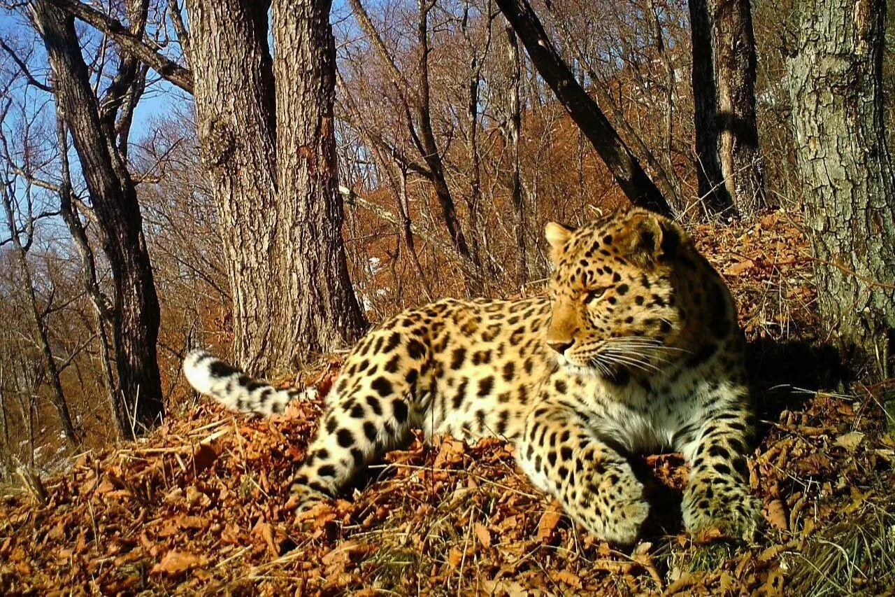 Сеть фотомониторинга начали создавать в Уссурийском заповеднике в Приморье