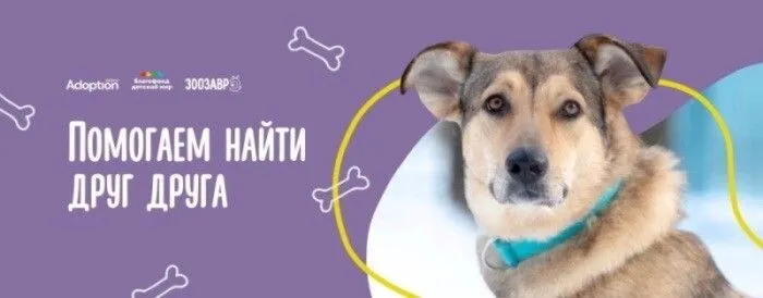 В магазинах "Зоозавр" стартовала благотворительная акция по пристройству бездомных животных