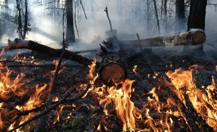 Лесные пожары в выходные тушили в районе южноуральского нацпарка "Зигальга", один из них затронул заповедную территорию