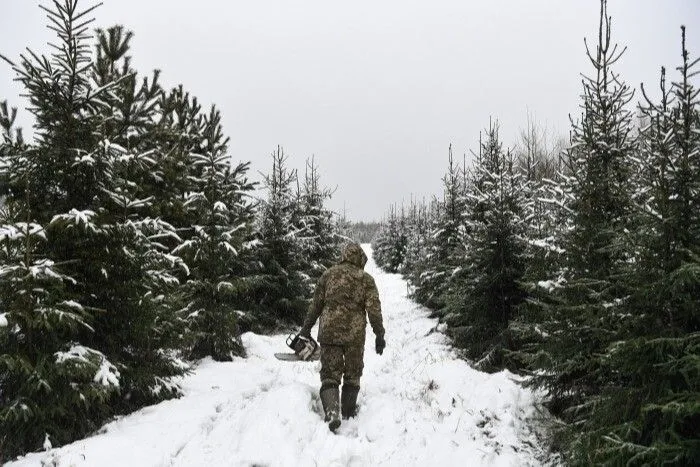 Более 3 тыс. хвойных деревьев срубят в калужских лесах к Новому году