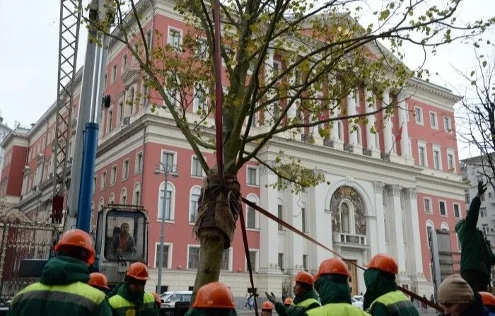 Более 5 тыс. крупных деревьев высадят вдоль главных магистралей Москвы до конца года